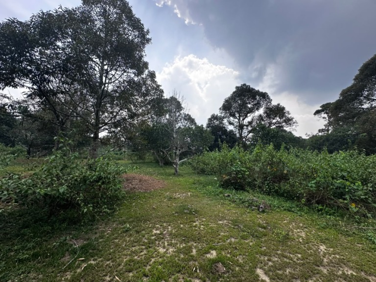 Agriculture Land 7 acres
